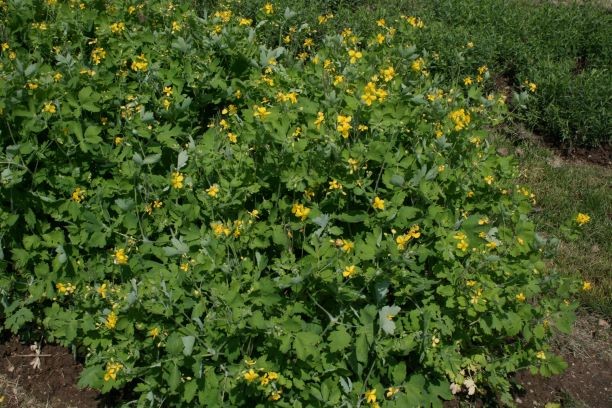 Narava v kuhinji: Krvavi mlečnik